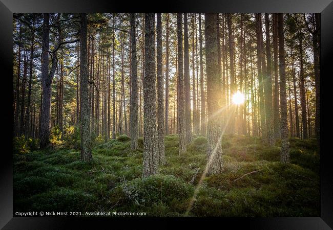 Forest Sunset Framed Print by Nick Hirst