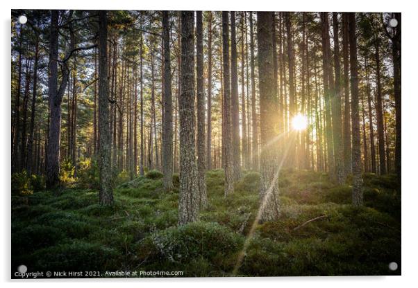 Forest Sunset Acrylic by Nick Hirst