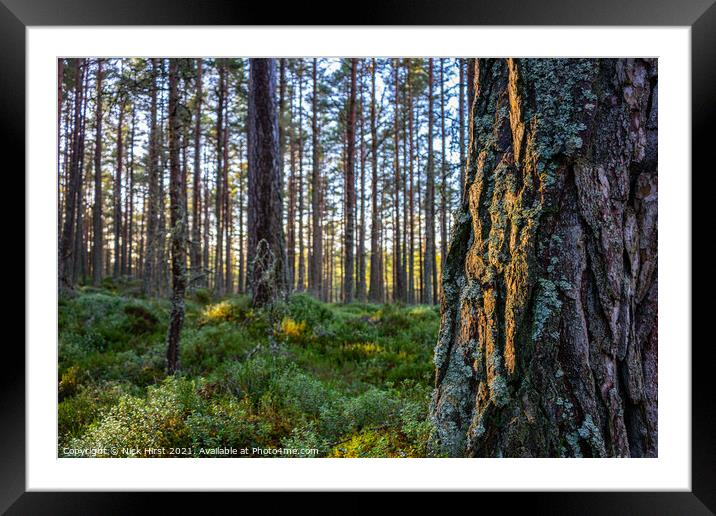 Moss Covered Bark Framed Mounted Print by Nick Hirst
