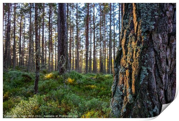 Moss Covered Bark Print by Nick Hirst