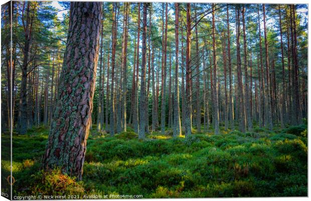 Carpeted Forest Canvas Print by Nick Hirst