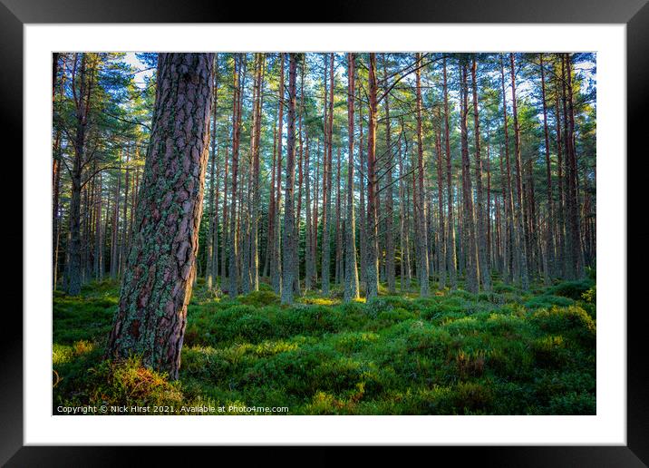 Carpeted Forest Framed Mounted Print by Nick Hirst