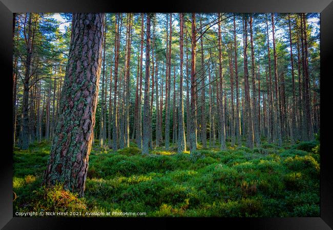 Carpeted Forest Framed Print by Nick Hirst