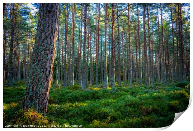 Carpeted Forest Print by Nick Hirst