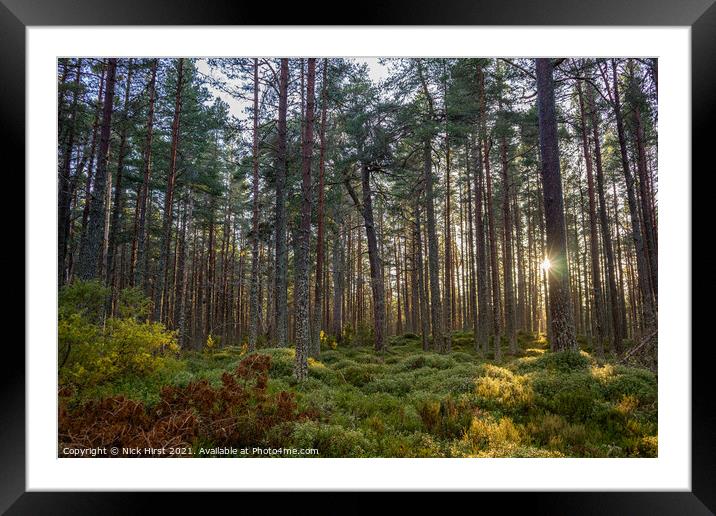 Sun behind the Pines Framed Mounted Print by Nick Hirst