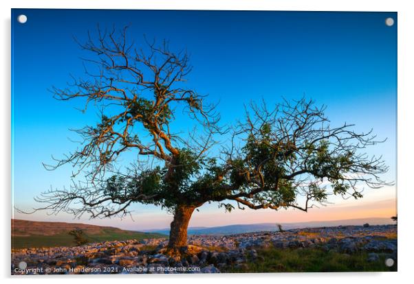 Yorkshire lone tree Acrylic by John Henderson