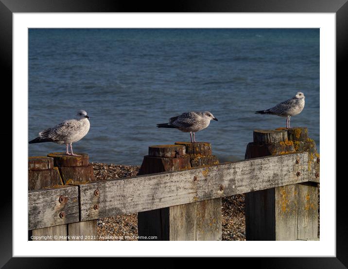 Gulls and Groynes. Framed Mounted Print by Mark Ward