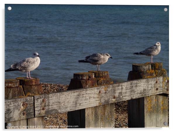 Gulls and Groynes. Acrylic by Mark Ward