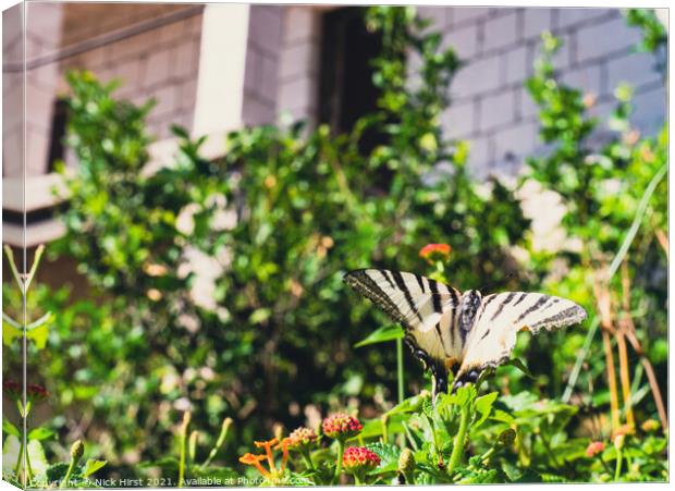 Butterfly Canvas Print by Nick Hirst