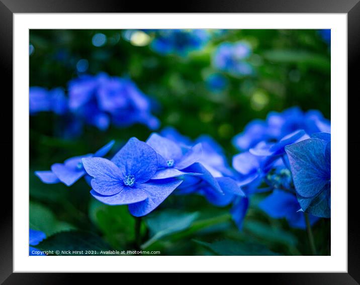 Blue Hydrangea  Framed Mounted Print by Nick Hirst