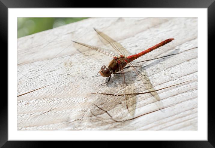 Ruddy Darter Dragonfly Framed Mounted Print by Simon Marlow
