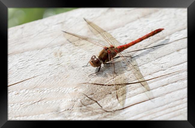 Ruddy Darter Dragonfly Framed Print by Simon Marlow