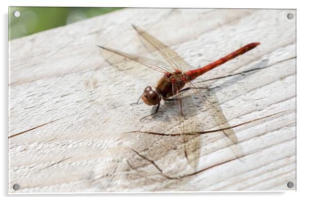 Ruddy Darter Dragonfly Acrylic by Simon Marlow