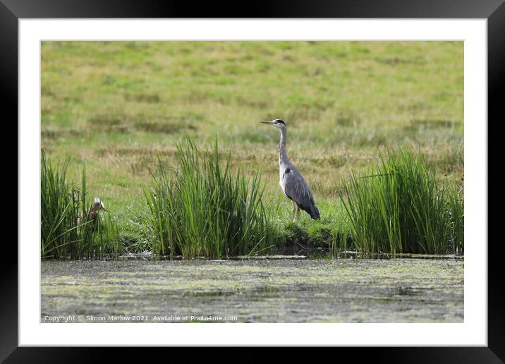 Majestic Grey Heron Framed Mounted Print by Simon Marlow