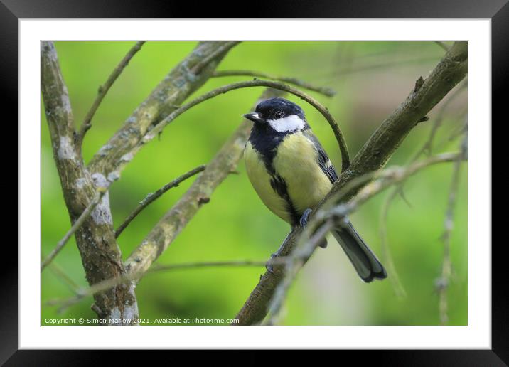 Great tit Framed Mounted Print by Simon Marlow