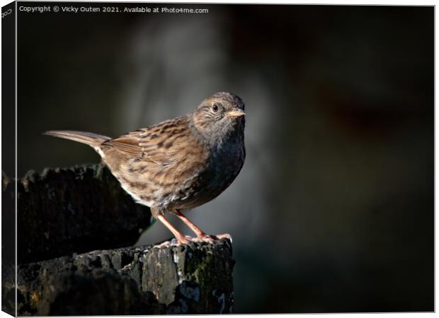 A dunnock perched on top of a wooden ledge the evening sun Canvas Print by Vicky Outen