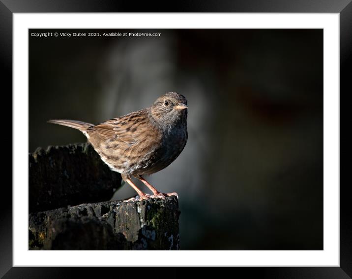 A dunnock perched on top of a wooden ledge the evening sun Framed Mounted Print by Vicky Outen