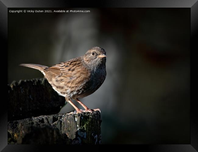 A dunnock perched on top of a wooden ledge the evening sun Framed Print by Vicky Outen