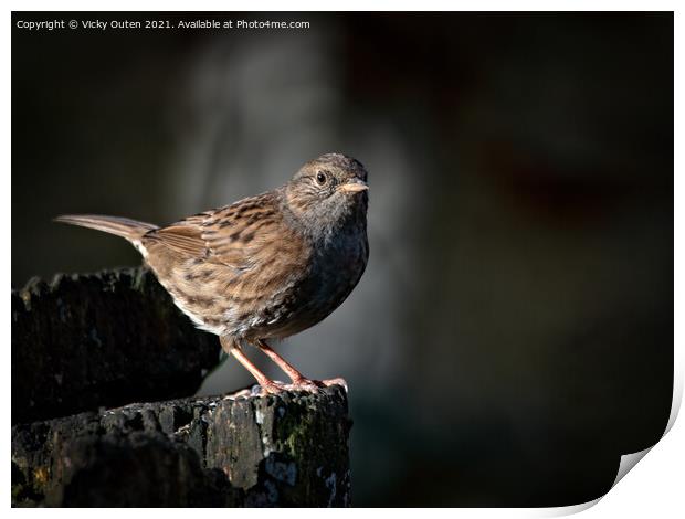 A dunnock perched on top of a wooden ledge the evening sun Print by Vicky Outen