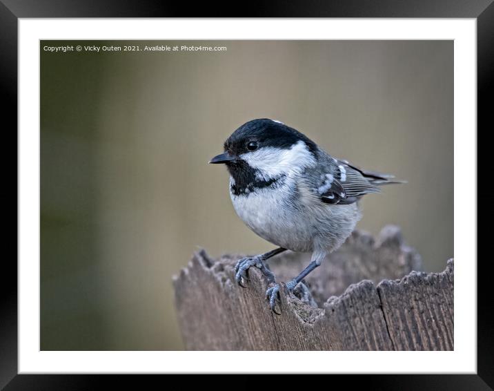 A coal tit perched on a post Framed Mounted Print by Vicky Outen