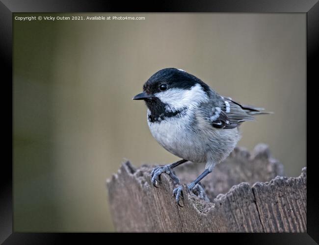 A coal tit perched on a post Framed Print by Vicky Outen