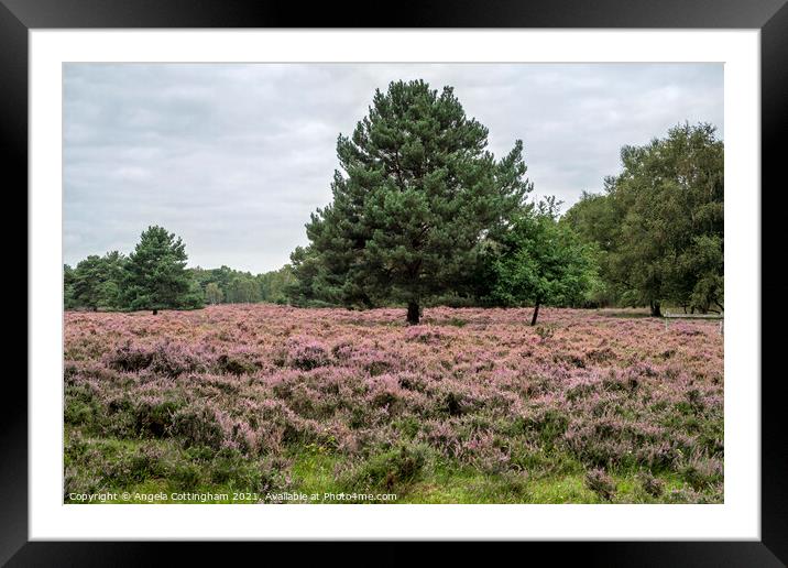 Heather and Pine Tree at Skipwith Common Framed Mounted Print by Angela Cottingham