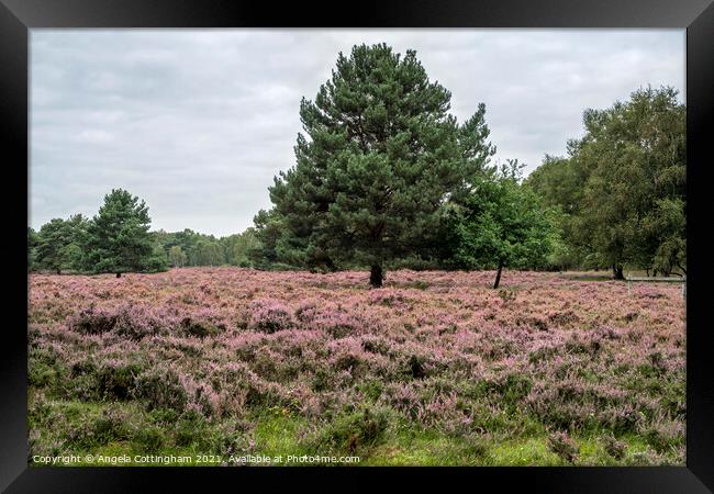 Heather and Pine Tree at Skipwith Common Framed Print by Angela Cottingham