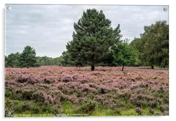 Heather and Pine Tree at Skipwith Common Acrylic by Angela Cottingham