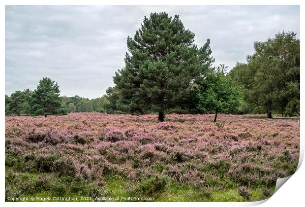 Heather and Pine Tree at Skipwith Common Print by Angela Cottingham