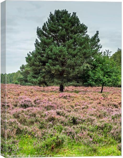Heather and Pine Skipwith Common Canvas Print by Angela Cottingham