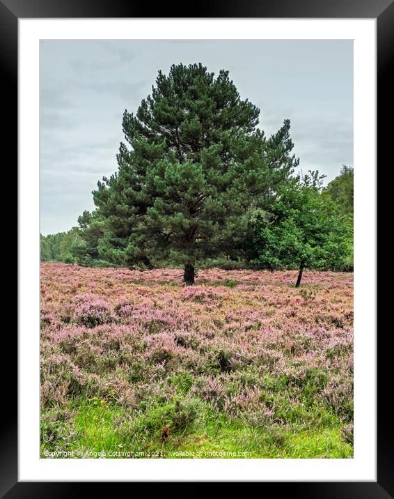 Heather and Pine Skipwith Common Framed Mounted Print by Angela Cottingham