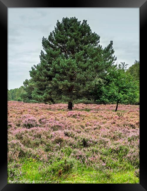 Heather and Pine Skipwith Common Framed Print by Angela Cottingham