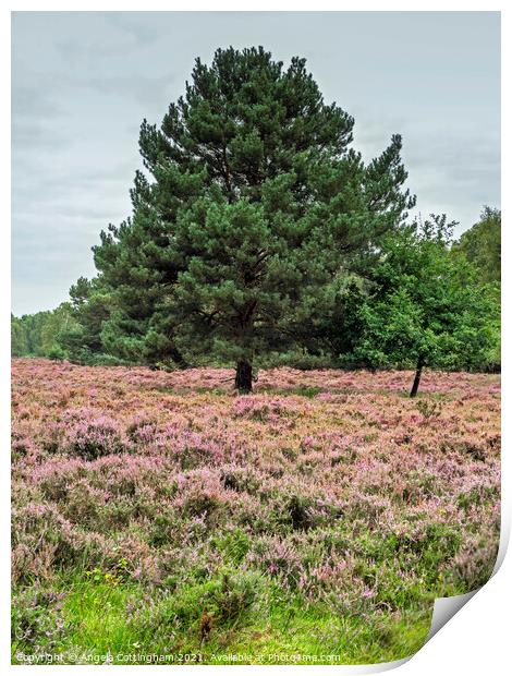 Heather and Pine Skipwith Common Print by Angela Cottingham