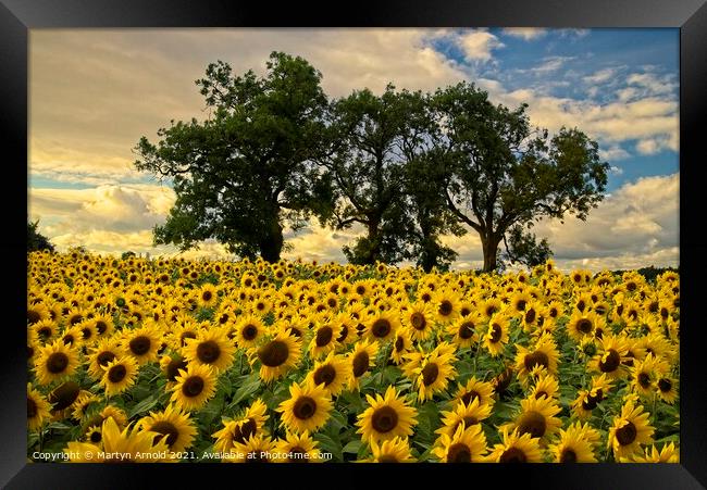 Sunflower Field - Helianthus Framed Print by Martyn Arnold