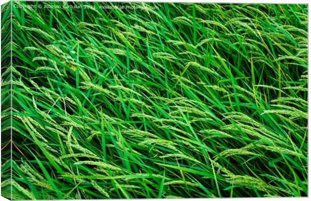 Beautiful rice fields seen from above, sustainable agriculture. Canvas Print by Joaquin Corbalan