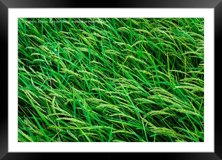 Beautiful rice fields seen from above, sustainable agriculture. Framed Mounted Print by Joaquin Corbalan
