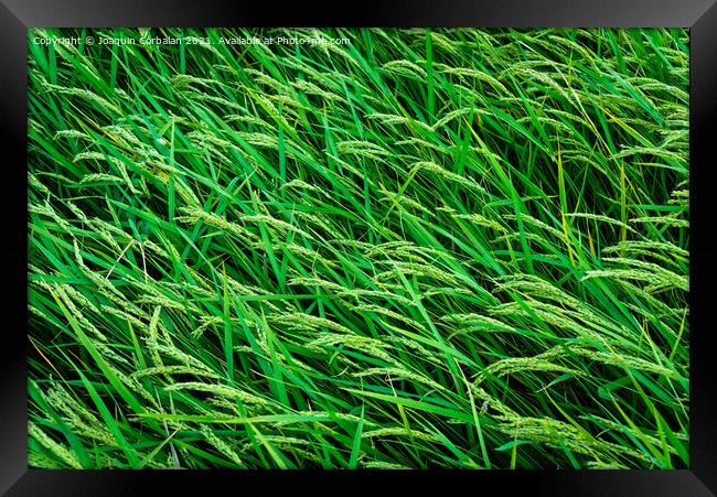 Beautiful rice fields seen from above, sustainable agriculture. Framed Print by Joaquin Corbalan