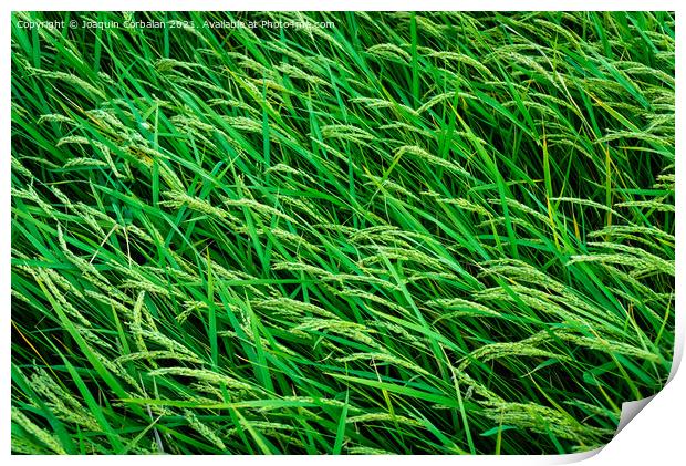 Beautiful rice fields seen from above, sustainable agriculture. Print by Joaquin Corbalan