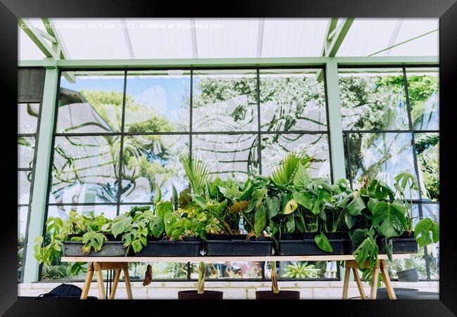 Indoor plants grown in a very bright home greenhouse. Framed Print by Joaquin Corbalan