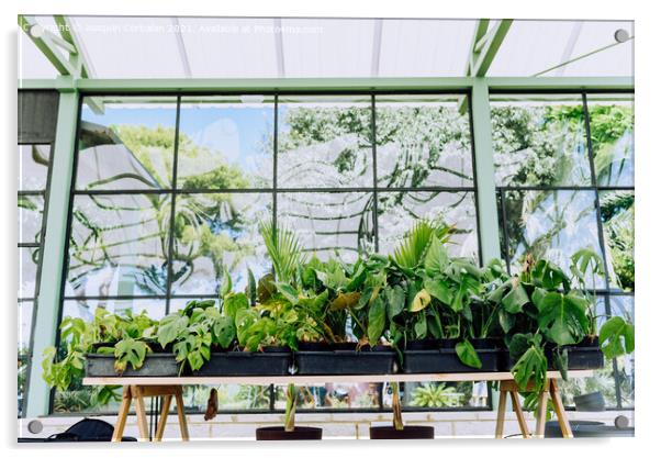 Indoor plants grown in a very bright home greenhouse. Acrylic by Joaquin Corbalan