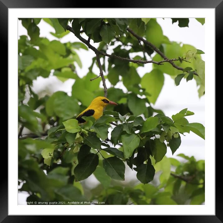 The Golden Oriole Framed Mounted Print by anurag gupta