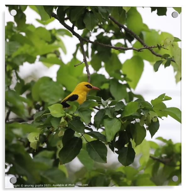 The Golden Oriole Acrylic by anurag gupta