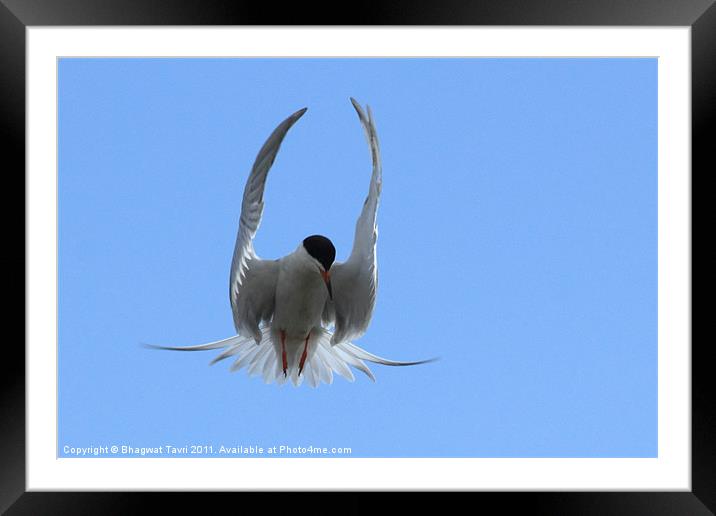 Foster's Tern Framed Mounted Print by Bhagwat Tavri