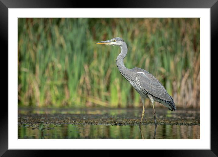 Grey heron Framed Mounted Print by Alan Tunnicliffe