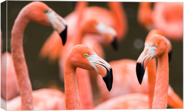 Flamboyance of Caribbean flamingos Canvas Print by Jason Wells