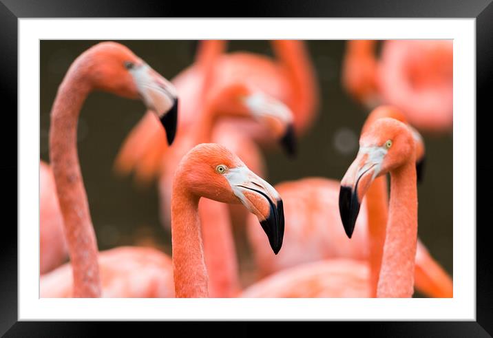 Flamboyance of Caribbean flamingos Framed Mounted Print by Jason Wells