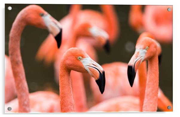 Flamboyance of Caribbean flamingos Acrylic by Jason Wells