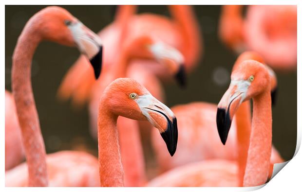 Flamboyance of Caribbean flamingos Print by Jason Wells