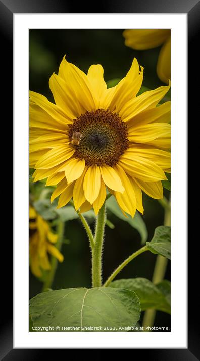 Bee on sunflower Framed Mounted Print by Heather Sheldrick