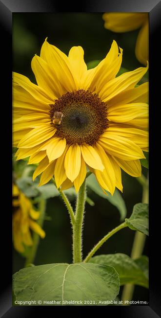 Bee on sunflower Framed Print by Heather Sheldrick